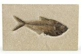 Beautiful Fossil Fish (Diplomystus) - Wyoming #275170-1